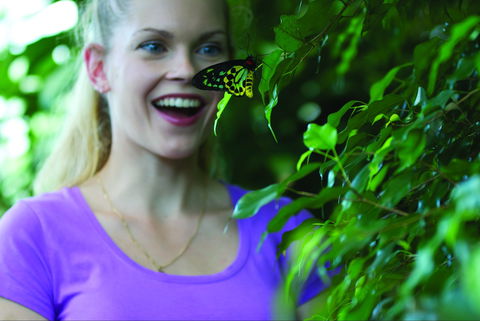 Coffs Harbour Butterfly House - Accommodation Noosa 0