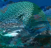 Fish Bowl Dive Site - Accommodation Noosa