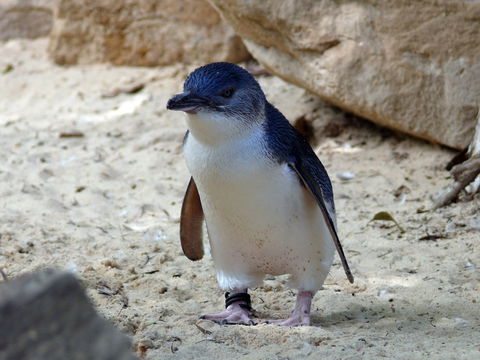 Granite Island Nature Park - Guided Penguin Tours - Accommodation Noosa 0