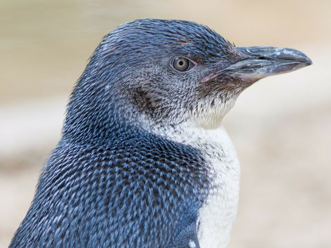 Granite Island Nature Park - Guided Penguin Tours - Accommodation Noosa 1