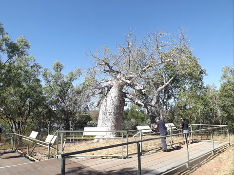 Gregory's Tree, Timber Creek - Accommodation Noosa 0