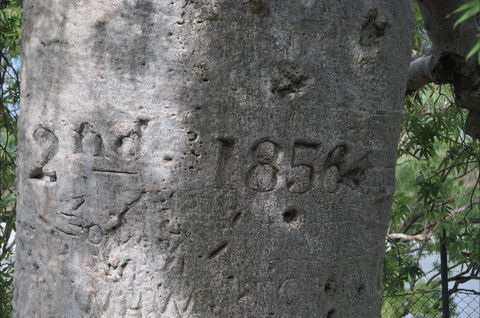 Gregory's Tree, Timber Creek - Accommodation Noosa 2