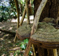 Mount Keira Ring Track - Accommodation Noosa