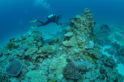Second Reef Dive Site - Accommodation Noosa 1