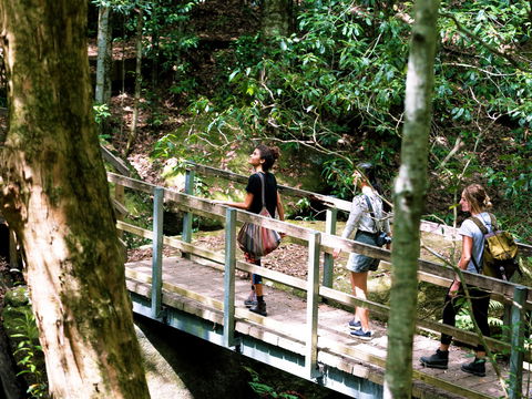 Watagans National Park - Accommodation Noosa 0