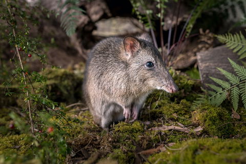 Wildlife Wonders - Accommodation Noosa 0