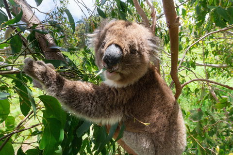 Wildlife Wonders - Accommodation Noosa 1