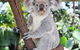 Cairns ZOOM And Wildlife Dome - thumb 2