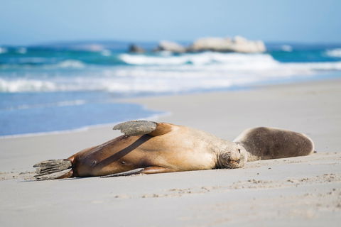Cape Gantheaume Conservation Park And Wilderness Protection Area - Accommodation Noosa 0