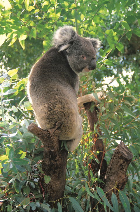 Caversham Wildlife Park - Accommodation Noosa 0