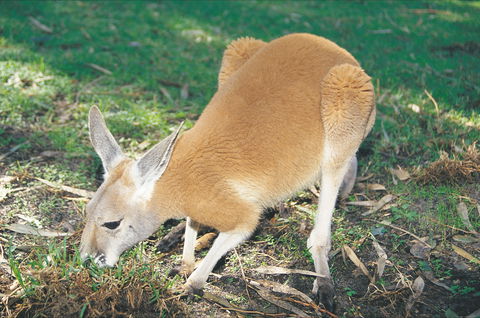Caversham Wildlife Park - Accommodation Noosa 1