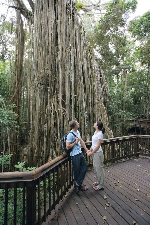 Curtain Fig Tree, Yungaburra - Accommodation Noosa 0