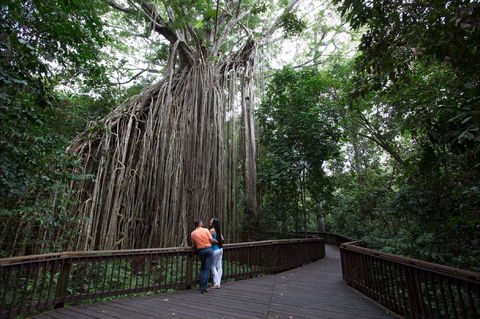 Curtain Fig Tree, Yungaburra - Accommodation Noosa 1