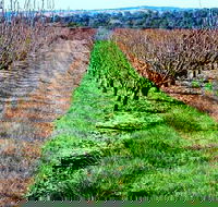 Hall Family Orchards - Accommodation Noosa