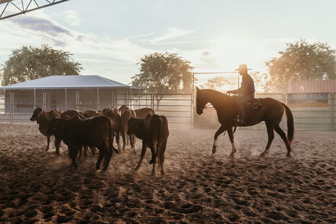 Katherine Outback Experience - Horse Riding Experience - Accommodation Noosa 2