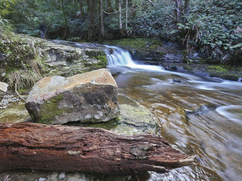Liffey Falls Reserve - Accommodation Noosa 0
