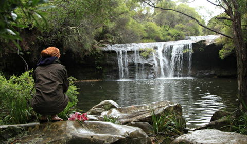 Nellies Glen Picnic Area - Accommodation Noosa 0