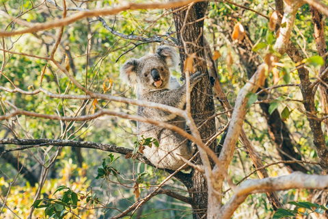 Radical Bay Track - Accommodation Noosa 2