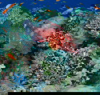 Steve's Bommie Dive Site - Accommodation Noosa