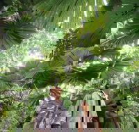 Wet Tropics Rainforest - Accommodation Noosa