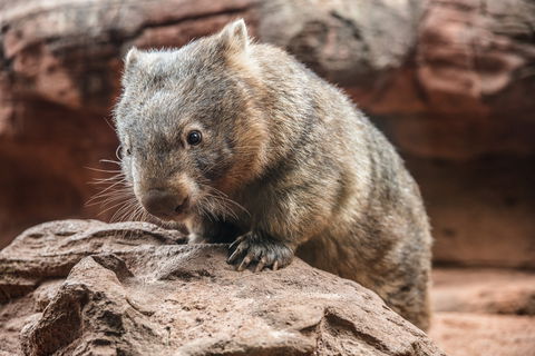 Wild Life Sydney Zoo - Accommodation Noosa 2