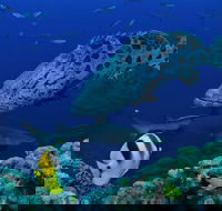 Osprey Reef - Accommodation Noosa