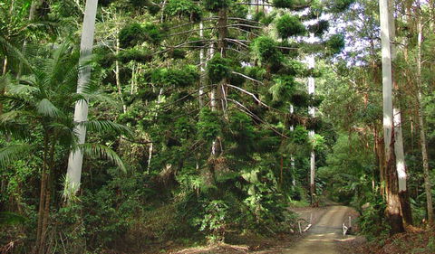 Way Way Creek Road Drive - Accommodation Noosa 0