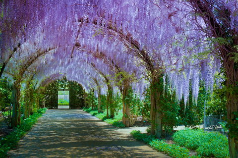 Alowyn Gardens And Nursery - Accommodation Noosa 0