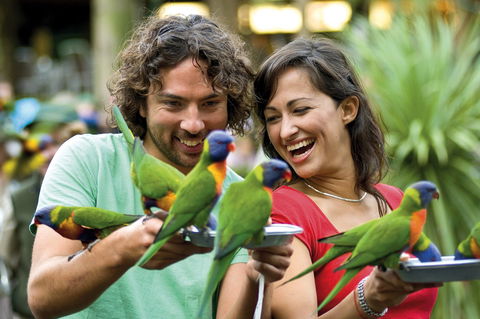 Currumbin Wildlife Sanctuary - Accommodation Noosa 0