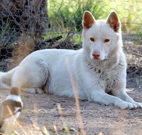 Durong Dingo Sanctuary - Accommodation Noosa