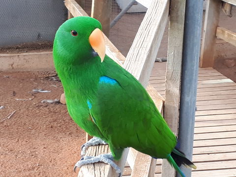 Eyre Reptile & Wildlife Park - Accommodation Noosa 0