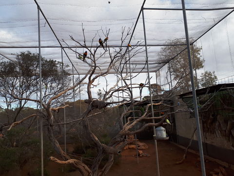 Eyre Reptile & Wildlife Park - Accommodation Noosa 2