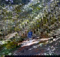 Lyrebird Circuit Walk - Accommodation Noosa