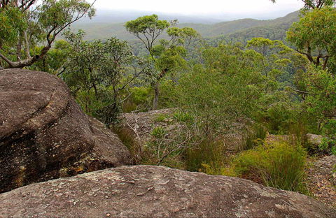 Pigeon House Mountain Didthul Walking Track - Accommodation Noosa 0