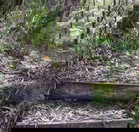 Tea Tree Falls Walking Track - Accommodation Noosa