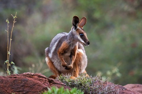 Arkaroola Wilderness Sanctuary - Accommodation Noosa 0