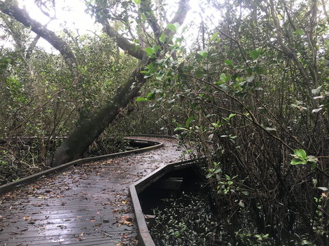 Carole Green Walkway - John Oxley Reserve - Accommodation Noosa 0