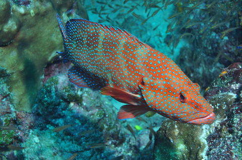 Cobia Hole Dive Site - Accommodation Noosa 0