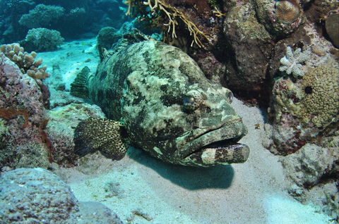 Cobia Hole Dive Site - Accommodation Noosa 1