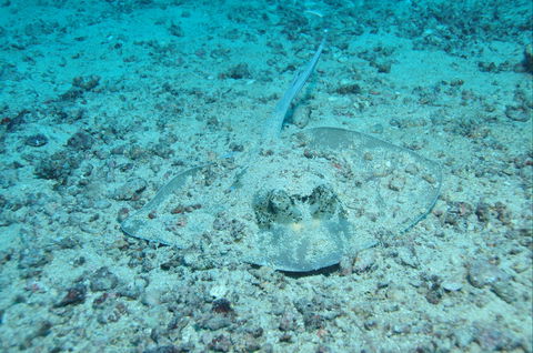 Cobia Hole Dive Site - Accommodation Noosa 2