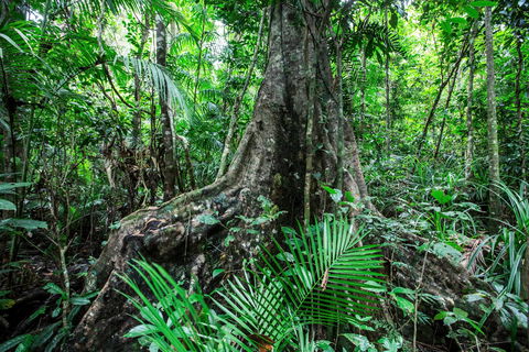 Djiru National Park - Accommodation Noosa 0