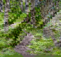 Mount Canobolas State Conservation Area - Accommodation Noosa