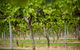 Murrumbateman - thumb 0