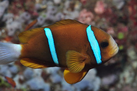 Nursery Reef - Accommodation Noosa 0