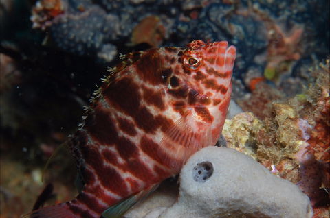 Nursery Reef - Accommodation Noosa 1