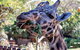 Perth Zoo - thumb 0