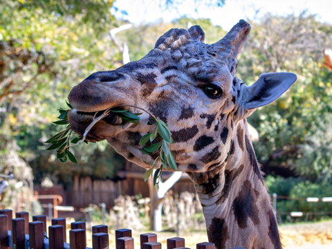 Perth Zoo - Accommodation Noosa 0