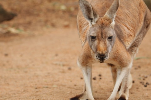 Perth Zoo - Accommodation Noosa 1