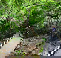 Rainforest Loop Walk Budderoo National Park - Accommodation Noosa