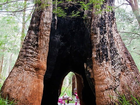 Ancient Empire Walk, Valley Of The Giants - Accommodation Noosa 0